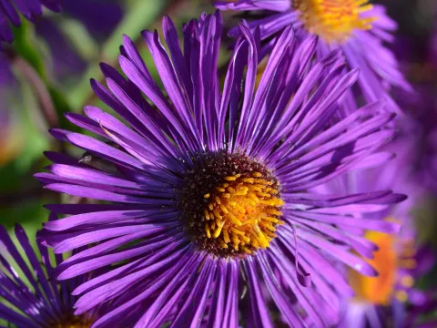 Aster novae-a. 'Violetta'