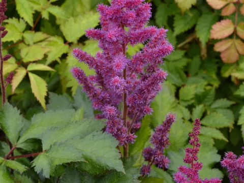 Astilbe hybr. 'Vision in Red'