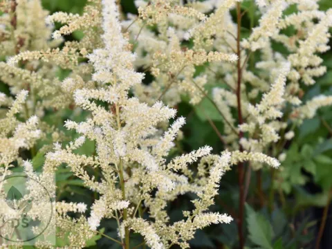Astilbe hybr. 'Vision In White'