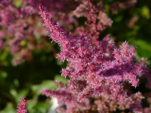 Astilbe chin. 'Veronika klose'