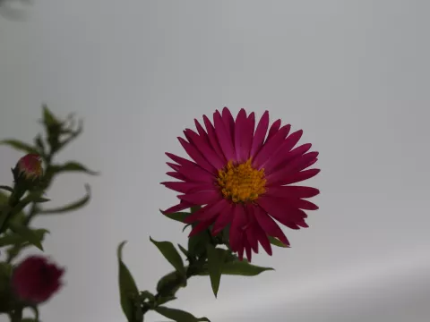 Aster n.-b. 'Winston Churchill'