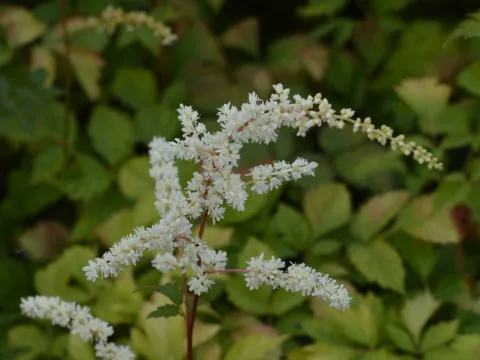 Astilbe (T) 'Prof. van der Wielen'