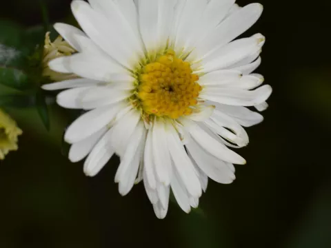 Aster n.-b. 'White Ladies'