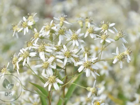 Aster umbellatus 'Weisser Schirm'
