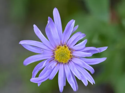 Aster frik. 'Wunder von Staefa'