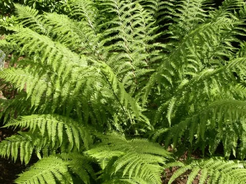 Athyrium filix-femina (wijfjesvaren)