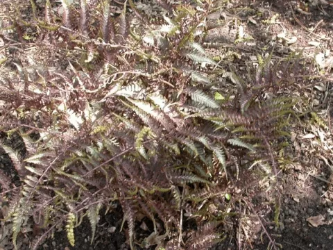 Athyrium niponicum var. pictum (Metallicum)