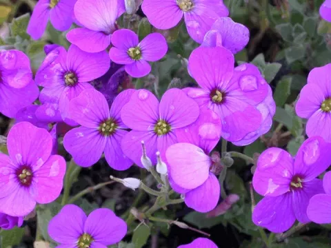 Aubrieta 'Blaumeise'