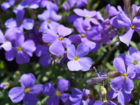 Aubrieta 'Cascade Blue'