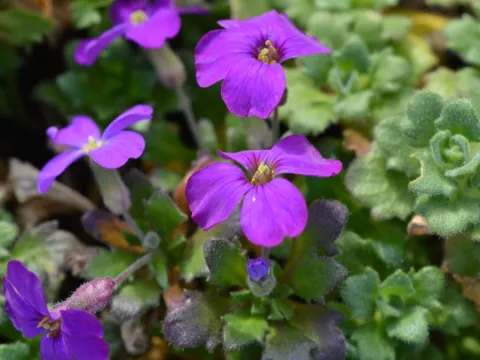 Aubrieta 'Cascade Purple'