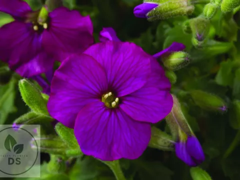 Aubrieta 'Regado Red'