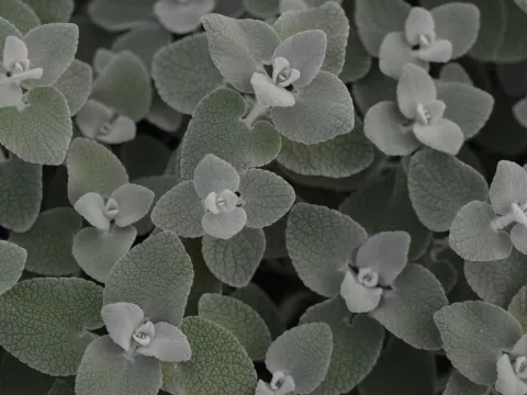 Ballota pseudodictamnus