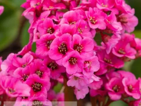 Bergenia 'Bressingham Ruby'