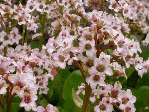 Bergenia 'Bressingham White'