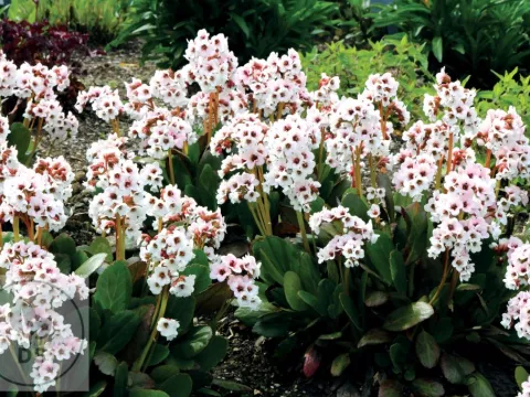Bergenia 'Dragonfly Angel Kiss'