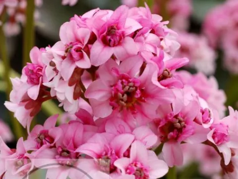 Bergenia 'Dragonfly Sakura'