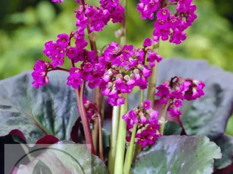 Bergenia 'Eroica'