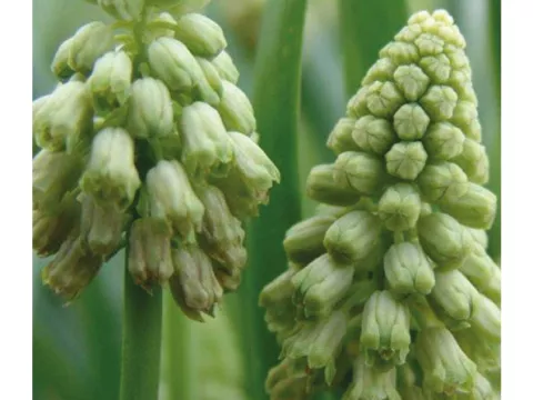 Bellevalia pycnantha 'Green Pearl'