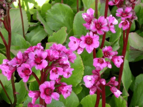Bergenia 'Morgenröte'