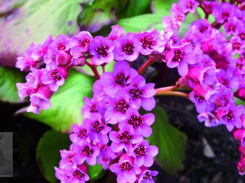 Bergenia cordifolia 'Rotblum'