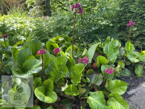 Bergenia 'Winterglut'