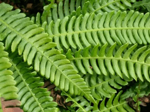 Blechnum spicant (dubbelloofvaren)
