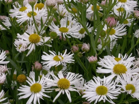 Boltonia aster. 'Snowbank'