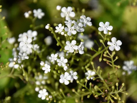 Brunnera macr. 'Betty Bowring'
