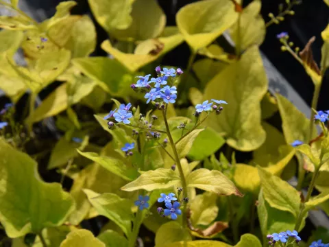 Brunnera macr. 'Diane's Gold'