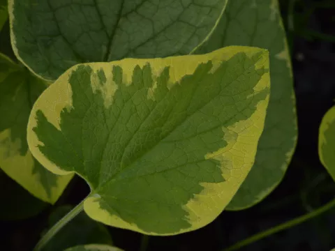 Brunnera macr. 'Hadspen Cream'