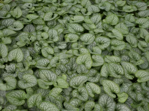 Brunnera macr. 'Jack Frost'