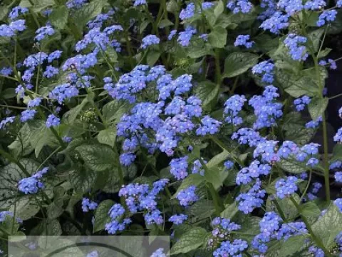 Brunnera macr. 'Jack Of Diamonds'