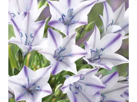 Brodiaea laxa 'Foxy'