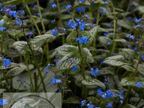 Brunnera macr. 'Silver Heart'