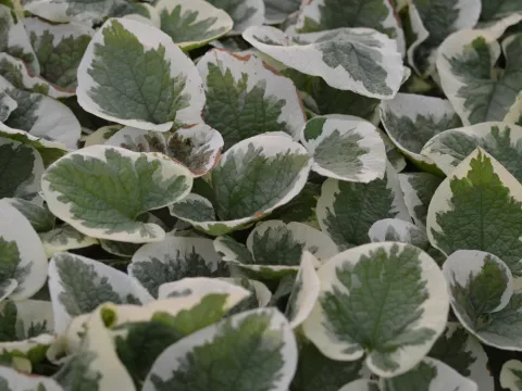 Brunnera macr. 'Variegata'