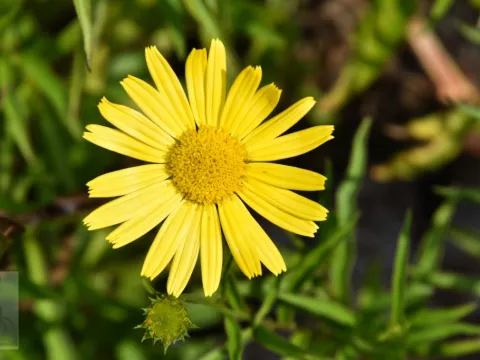 Buphthalmum salicifolium