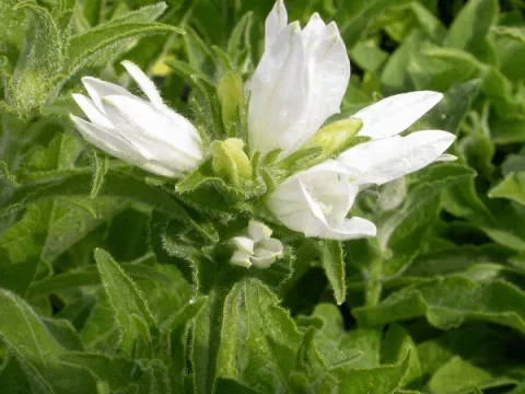 Campanula glom. 'Alba'