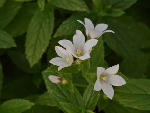 Campanula lact. 'Alba'