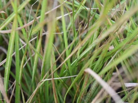 Calamagrostis acut. 'Avalanche'