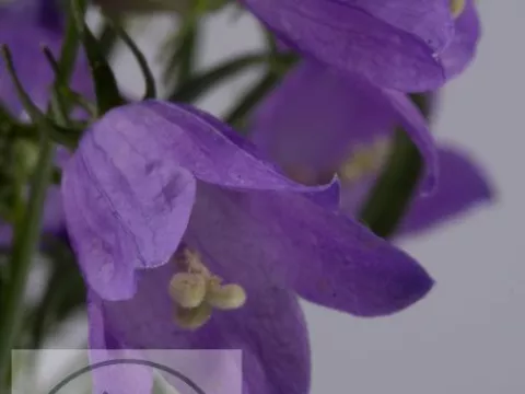 Campanula cochl. 'Baby Blue'