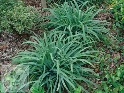 Carex laxiculmis 'Bunny Blue'