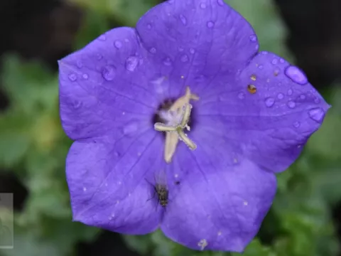 Campanula carp. 'Blaue Clips'