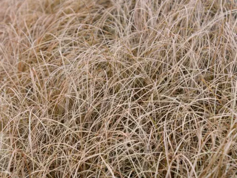 Carex comans 'Bronze Form'