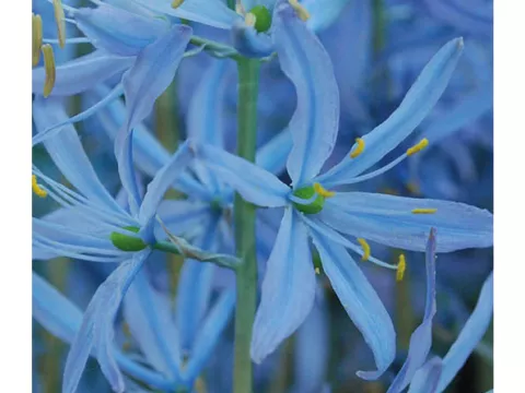 Camassia leichtlinii 'Blue Heaven'