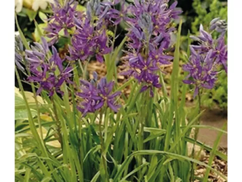 Camassia quamash 'Blue Melody'