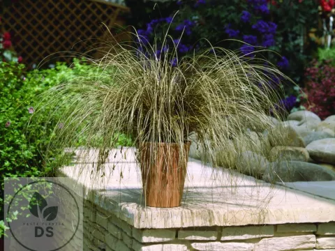 Carex comans 'Bronco'