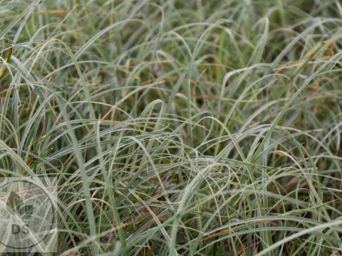 Carex flacca 'Buis'