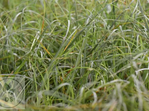 Carex flacca 'Blue Zinger'