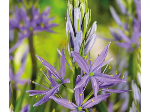 Camassia leichtlinii 'Caerulea'