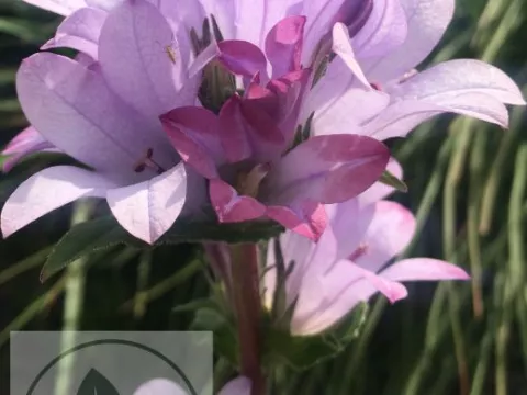 Campanula glom. 'Caroline'